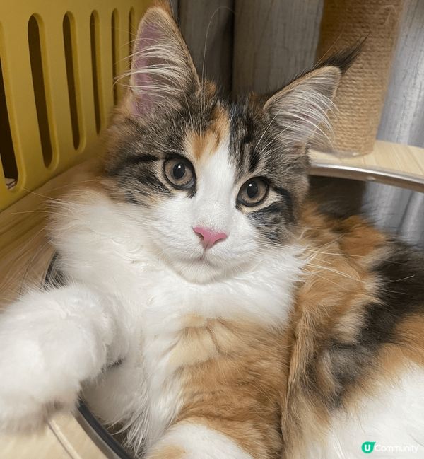 家有6貓，都是緬因貓