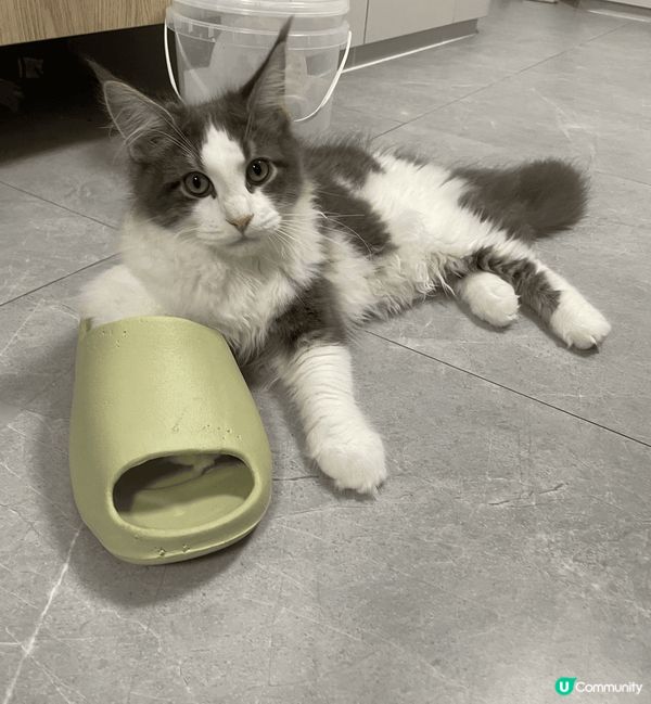 家有6貓，都是緬因貓