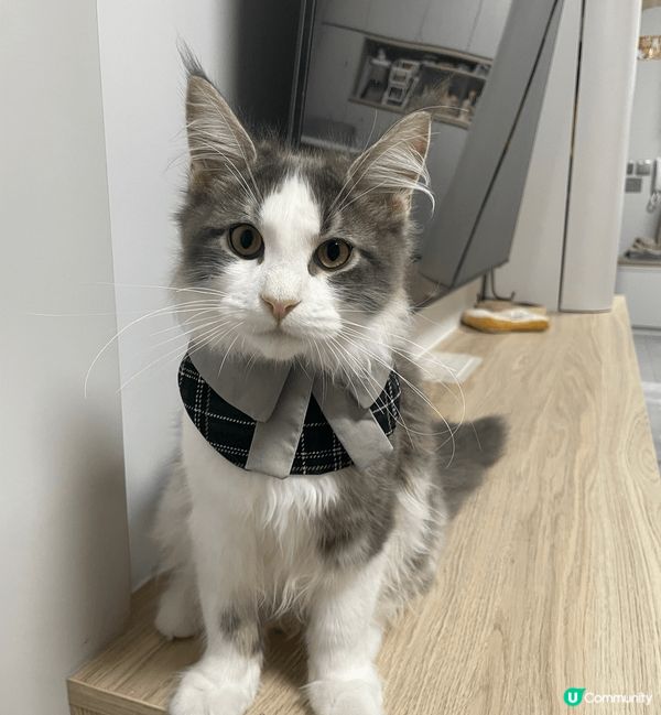 家有6貓，都是緬因貓