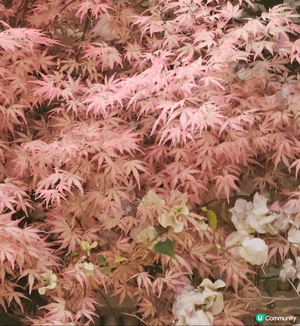 雖然一年一度嘅香港花卉展已經完結喇但係影咗好多靚相都想同大家...