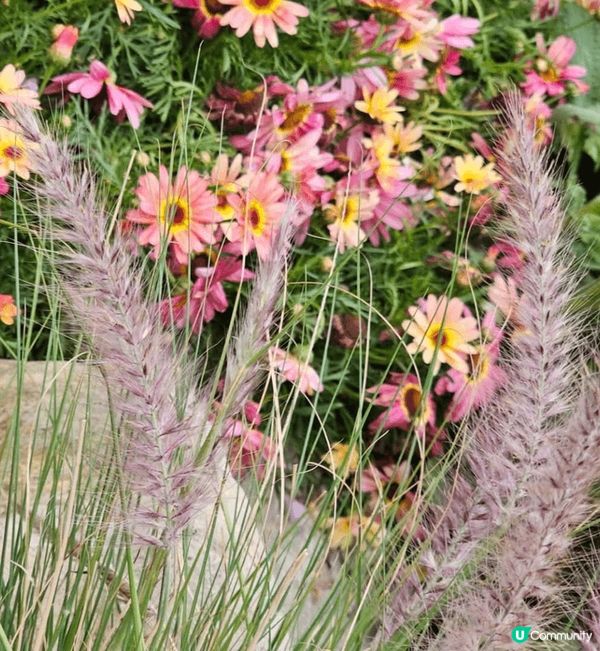 雖然一年一度嘅香港花卉展已經完結喇但係影咗好多靚相都想同大家...