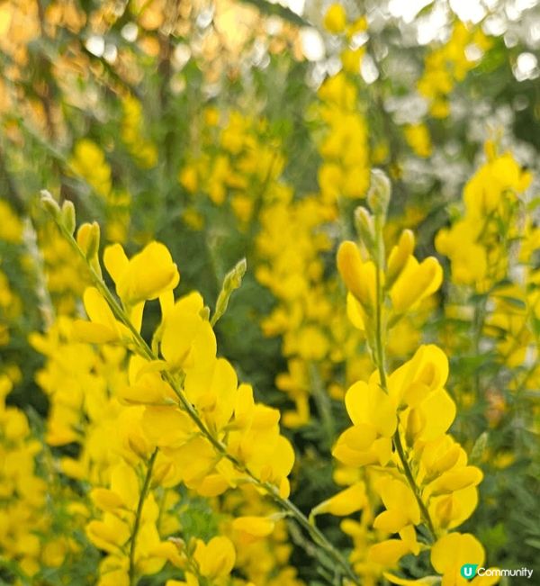 雖然一年一度嘅香港花卉展已經完結喇但係影咗好多靚相都想同大家...