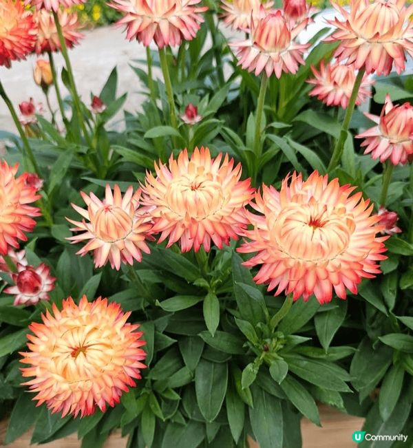 雖然一年一度嘅香港花卉展已經完結喇但係影咗好多靚相都想同大家...