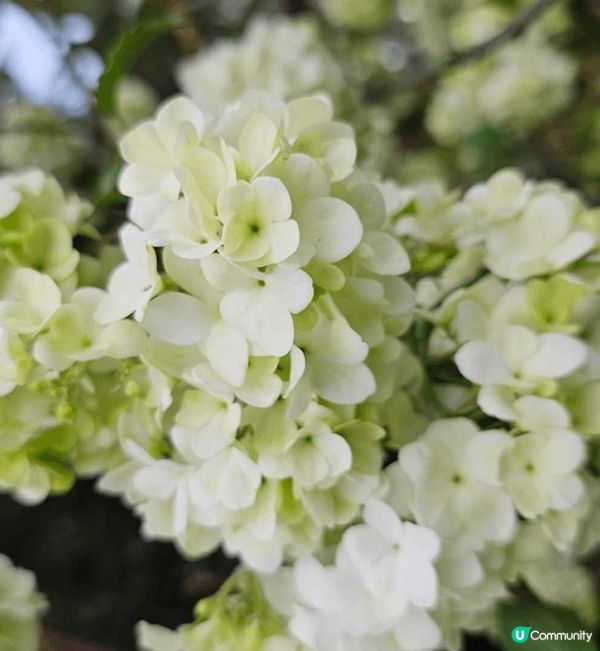 雖然一年一度嘅香港花卉展已經完結喇但係影咗好多靚相都想同大家...