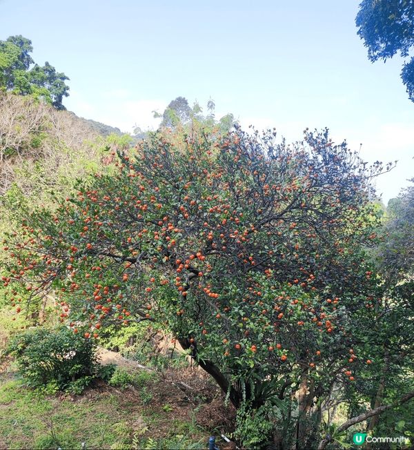 由鰂魚涌柏架山道經金督馳馬徑到北角紅香爐峰，路線簡單易行，又...