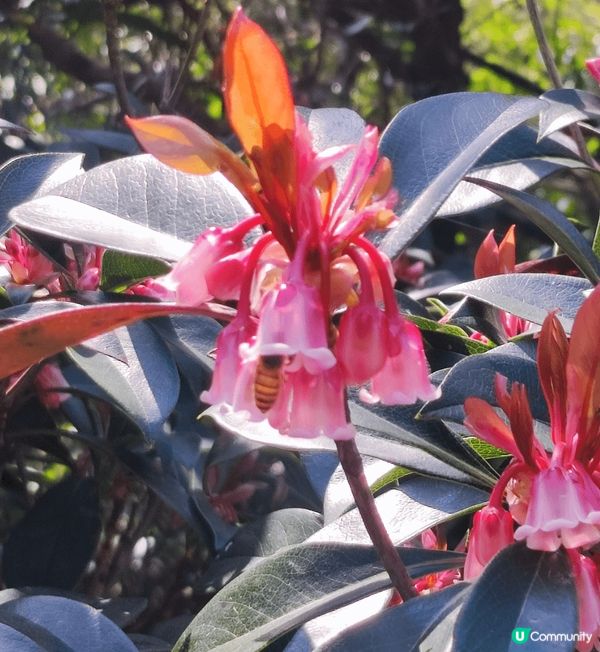 由鰂魚涌柏架山道經金督馳馬徑到北角紅香爐峰，路線簡單易行，又...