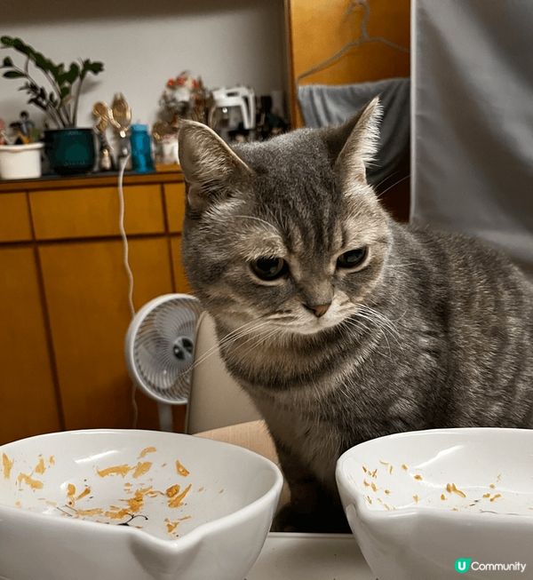 誰吃光了盤子上的食物， 肚子餓得很， 快餓死了, 貓奴那裏去...