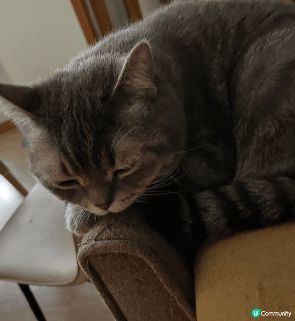 誰吃光了盤子上的食物， 肚子餓得很， 快餓死了, 貓奴那裏去...