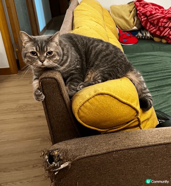 誰吃光了盤子上的食物， 肚子餓得很， 快餓死了, 貓奴那裏去...