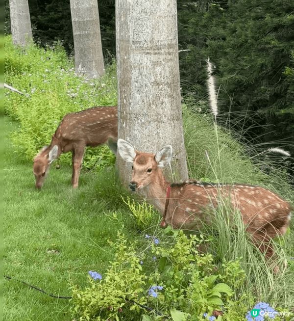 來深圳一定要坐一趟海上列車！
