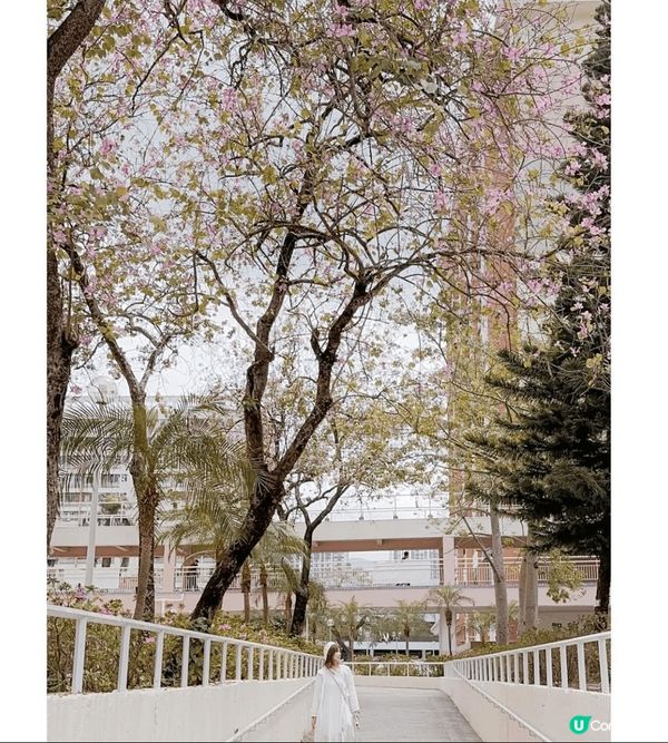 沙田想睇下花可以去禾輋欣賞，感覺舒服😌有點像看櫻花。