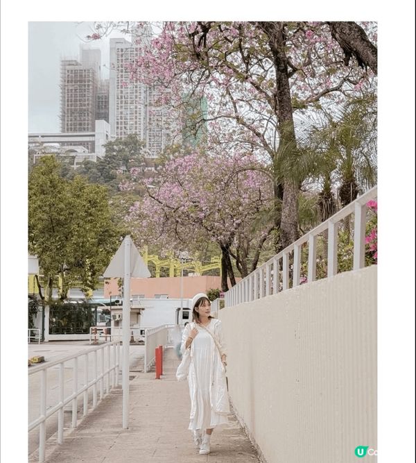 沙田想睇下花可以去禾輋欣賞，感覺舒服😌有點像看櫻花。