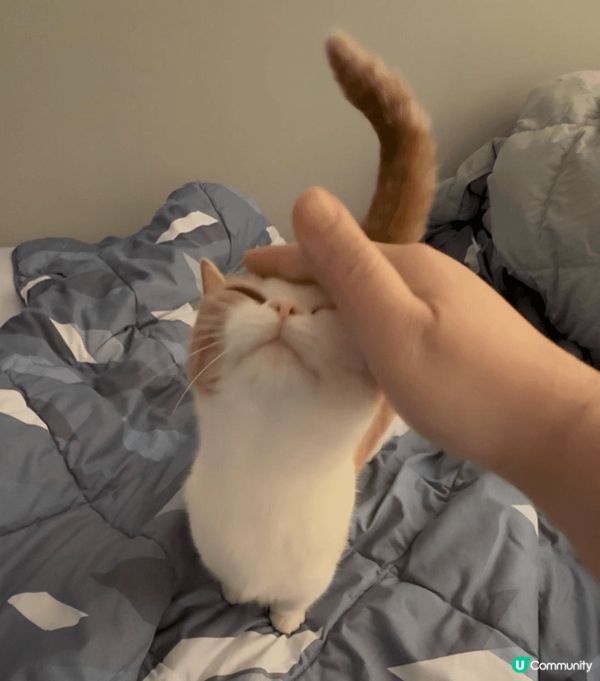 點解主人出左去咁耐，都仲未返到屋企架