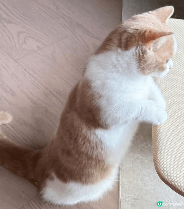 點解主人出左去咁耐，都仲未返到屋企架