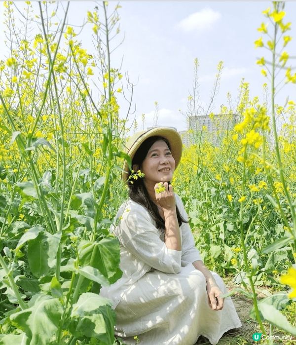 深圳光明歡樂田園的油菜花田和小火車，讓你拍下童話般的照片