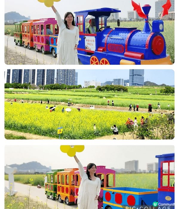 深圳光明歡樂田園的油菜花田和小火車，讓你拍下童話般的照片