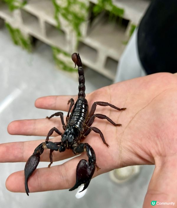 🌿深圳天河城|綠洲螳潮·昆蟲秘境🦗