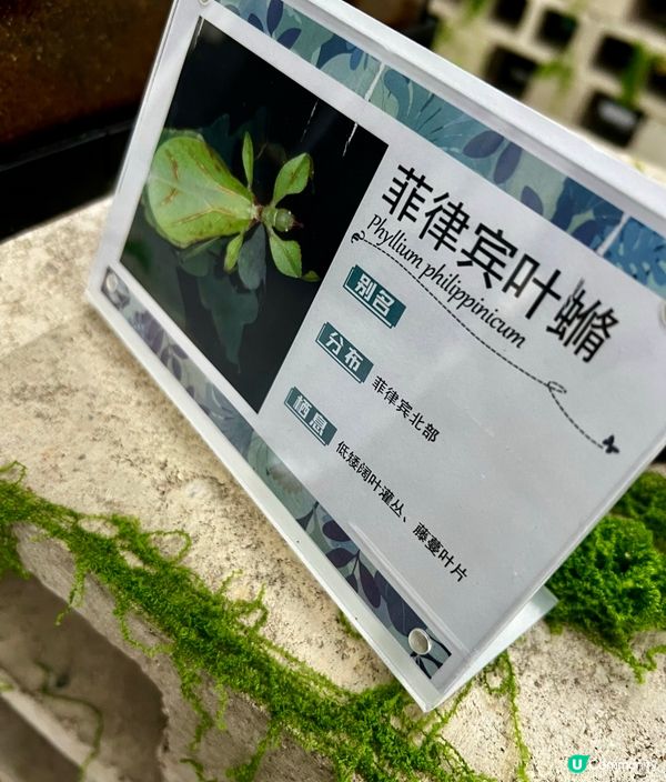 🌿深圳天河城|綠洲螳潮·昆蟲秘境🦗