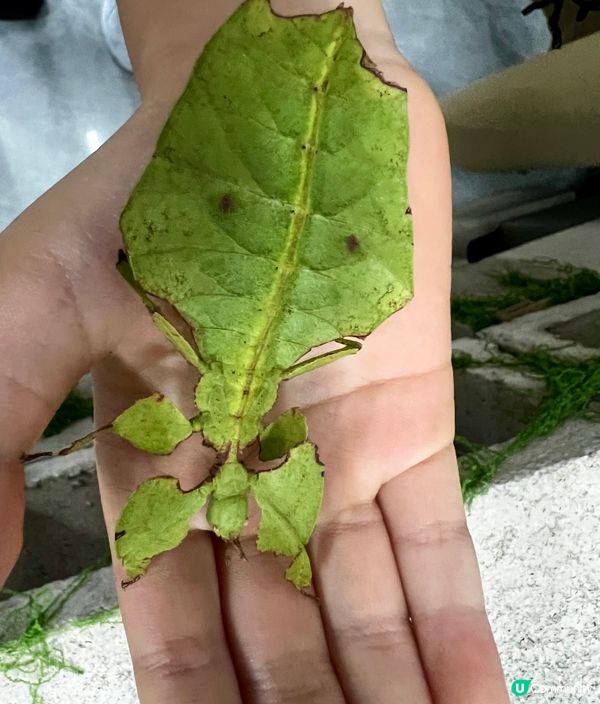 🌿深圳天河城|綠洲螳潮·昆蟲秘境🦗