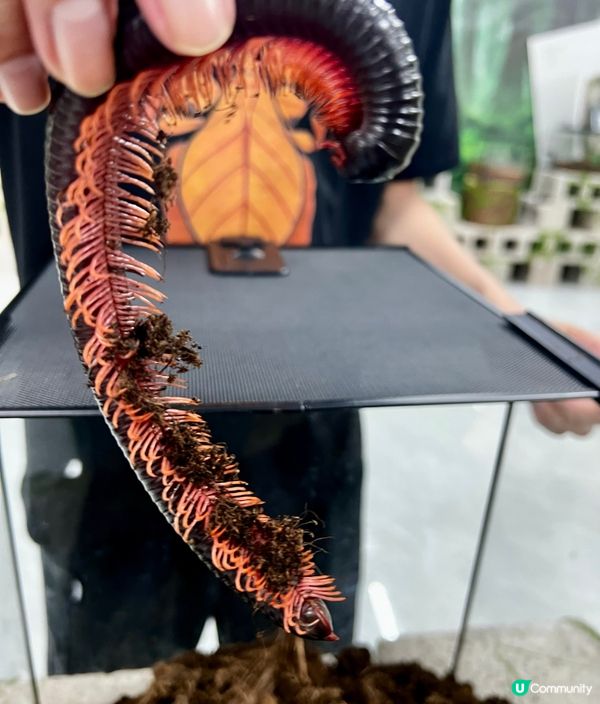 🌿深圳天河城|綠洲螳潮·昆蟲秘境🦗