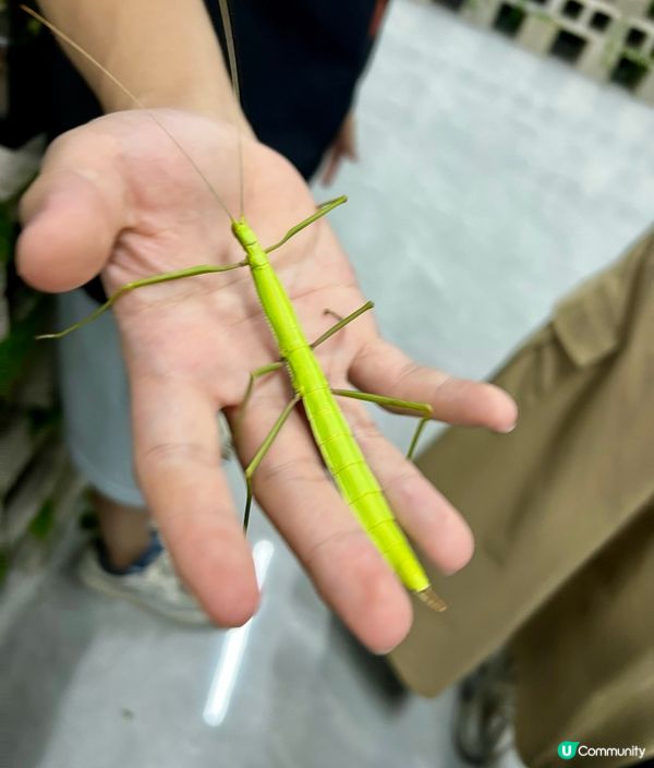 🌿深圳天河城|綠洲螳潮·昆蟲秘境🦗