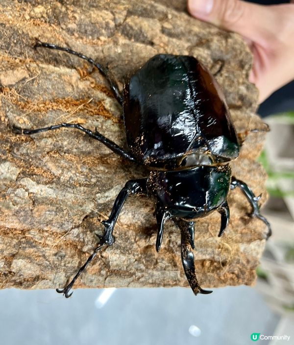 🌿深圳天河城|綠洲螳潮·昆蟲秘境🦗