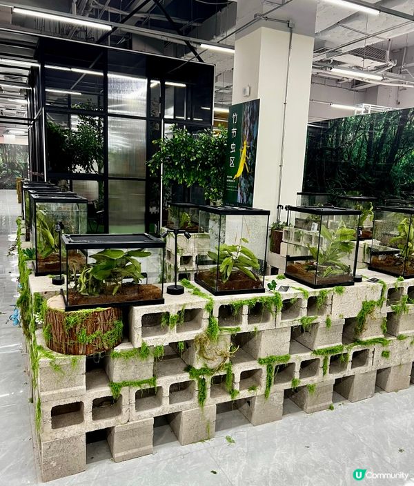 🌿深圳天河城|綠洲螳潮·昆蟲秘境🦗