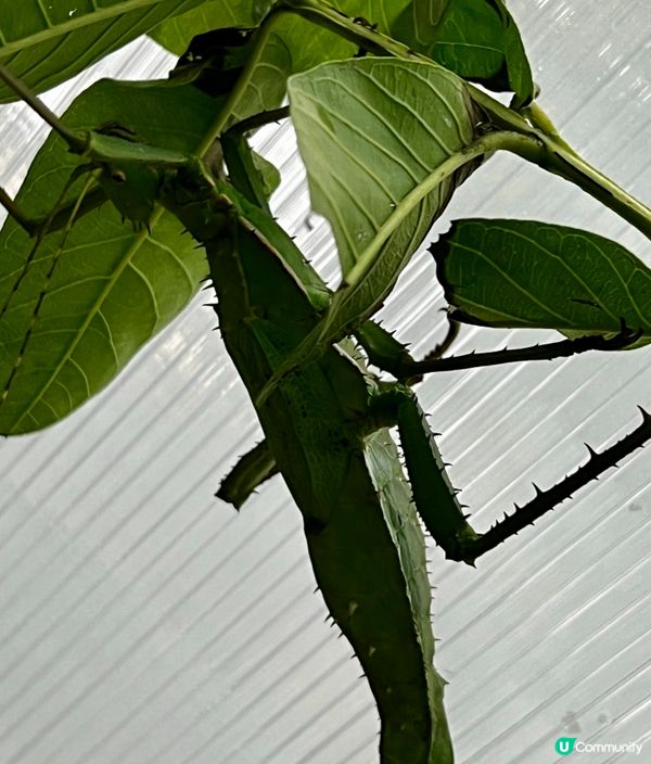 🌿深圳天河城|綠洲螳潮·昆蟲秘境🦗