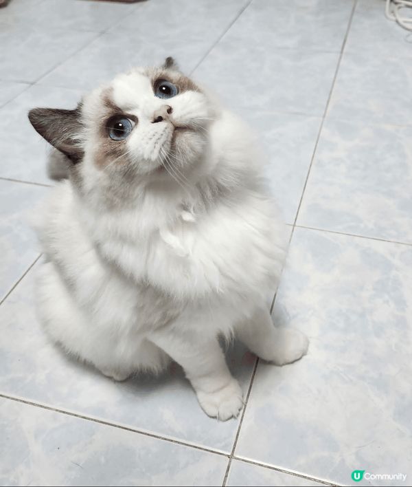 4隻可愛不同品種貓咪，性格溫純惹人喜愛，4隻毛孩和諧相處，喜...