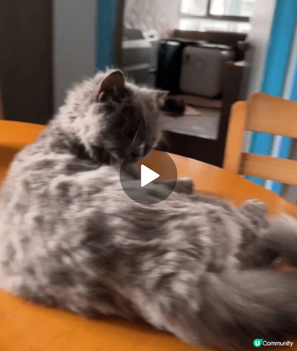 4隻可愛不同品種貓咪，性格溫純惹人喜愛，4隻毛孩和諧相處，喜...