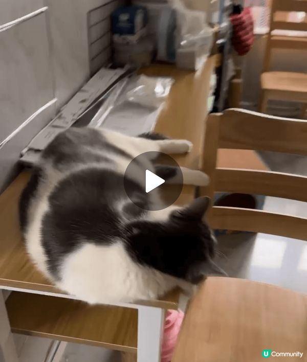 4隻可愛不同品種貓咪，性格溫純惹人喜愛，4隻毛孩和諧相處，喜...