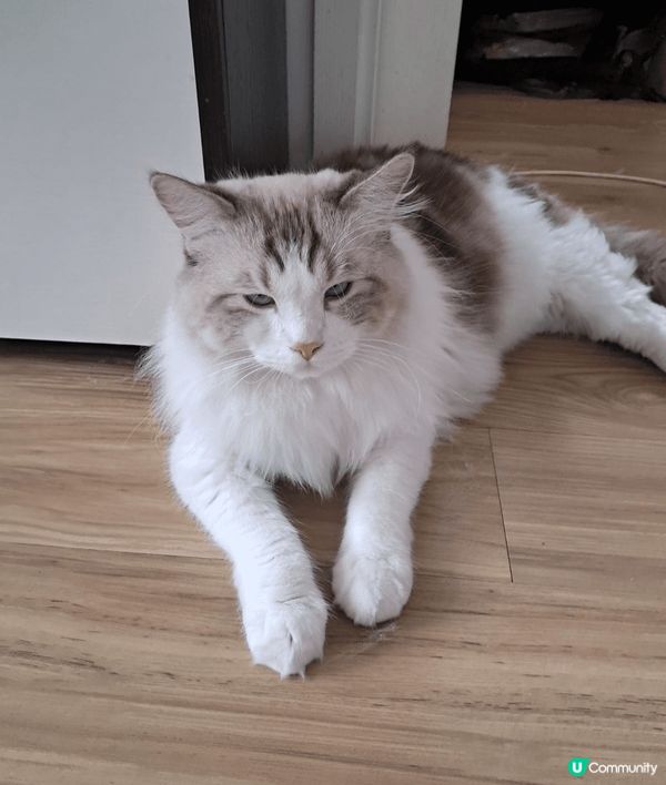 4隻可愛不同品種貓咪，性格溫純惹人喜愛，4隻毛孩和諧相處，喜...