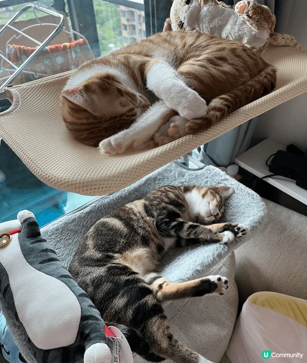 夏日炎炎最好眠，除咗望住貓咪們瞓覺外，仲可以選擇同佢哋一齊瞓...