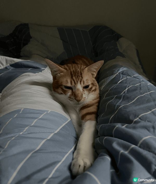 夏日炎炎最好眠，除咗望住貓咪們瞓覺外，仲可以選擇同佢哋一齊瞓...