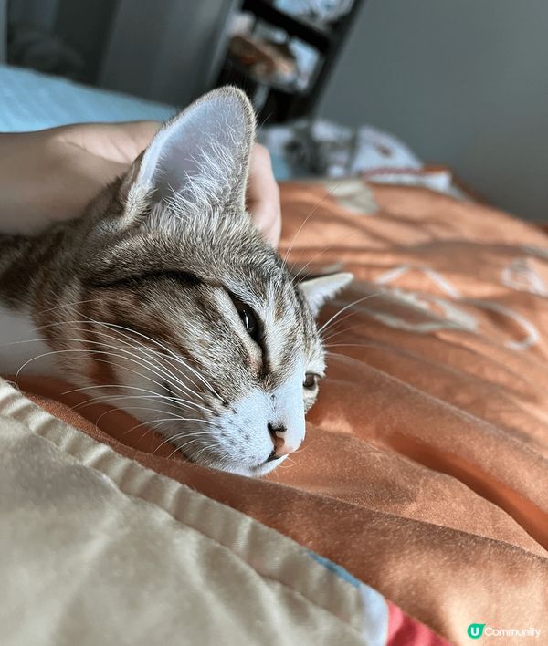 夏日炎炎最好眠，除咗望住貓咪們瞓覺外，仲可以選擇同佢哋一齊瞓...