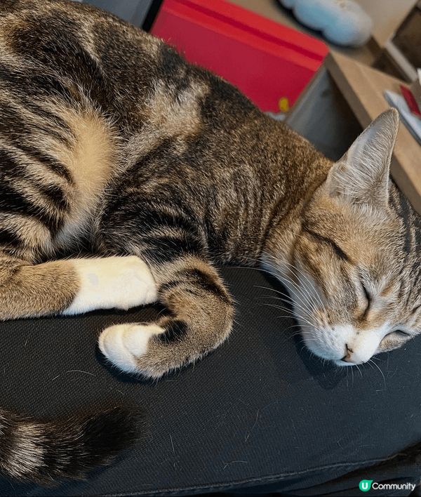 夏日炎炎最好眠，除咗望住貓咪們瞓覺外，仲可以選擇同佢哋一齊瞓...