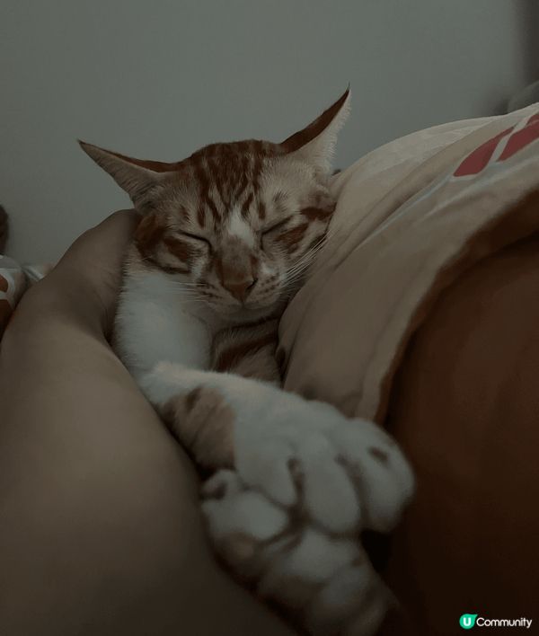 夏日炎炎最好眠，除咗望住貓咪們瞓覺外，仲可以選擇同佢哋一齊瞓...