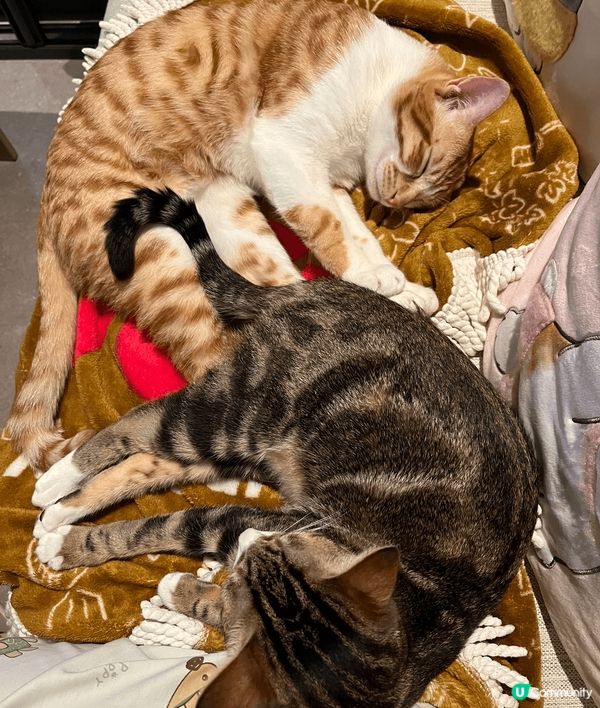 夏日炎炎最好眠，除咗望住貓咪們瞓覺外，仲可以選擇同佢哋一齊瞓...