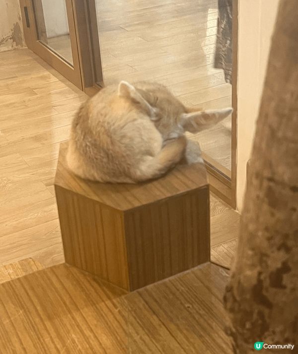 鍾意小動物又鍾意打卡嘅你，去曼谷就最好不過～