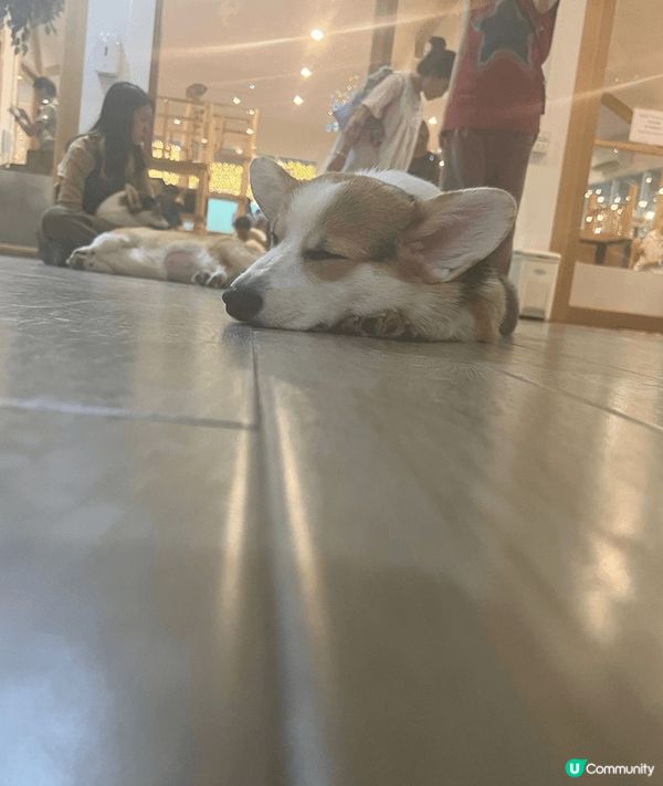 鍾意小動物又鍾意打卡嘅你，去曼谷就最好不過～