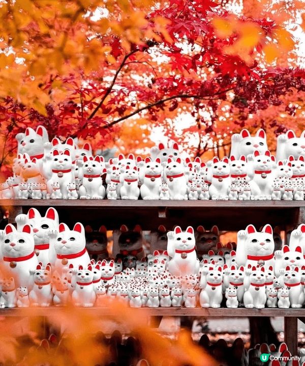🐱貓貓寺廟—豪德寺