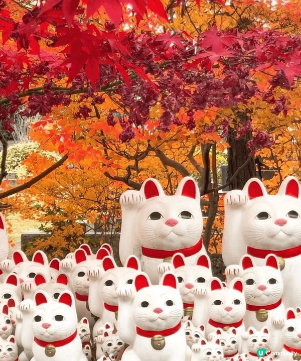 🐱貓貓寺廟—豪德寺