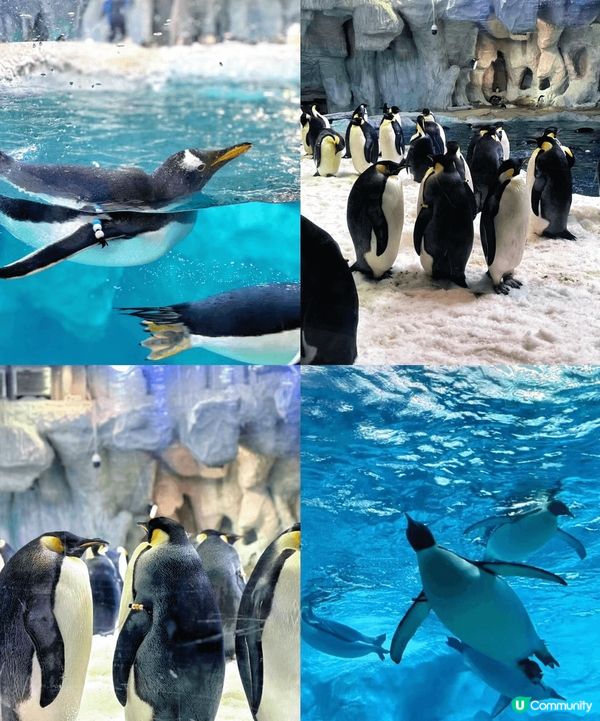 趁住暑假我就近近地帶?小朋友去左珠海順德三日遊