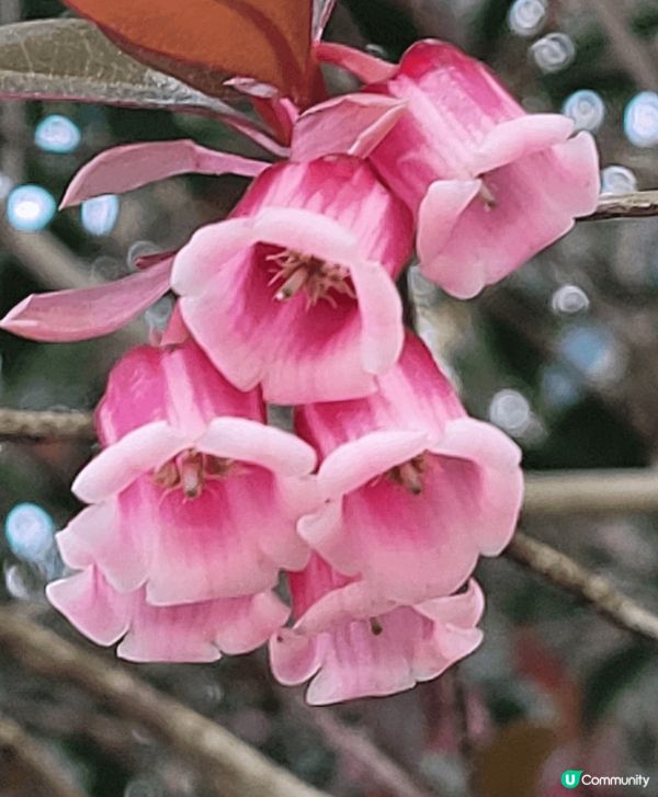 山頂公園，除了大熱的吊鐘花外，還見到有不同品種的櫻花，茶花等...