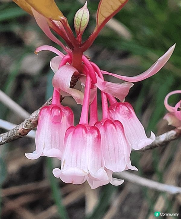 山頂公園，除了大熱的吊鐘花外，還見到有不同品種的櫻花，茶花等...