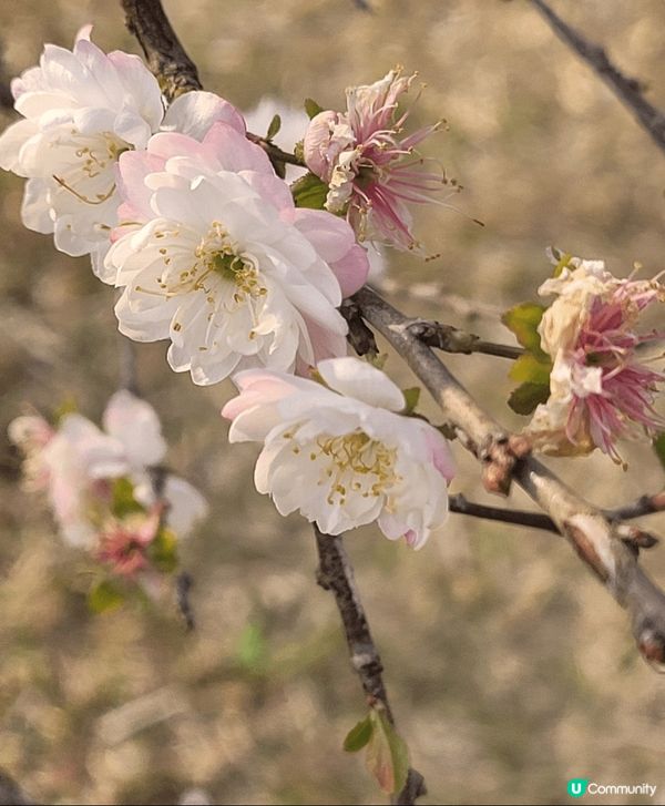山頂公園，除了大熱的吊鐘花外，還見到有不同品種的櫻花，茶花等...