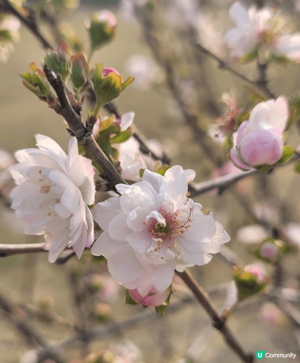 山頂公園，除了大熱的吊鐘花外，還見到有不同品種的櫻花，茶花等...