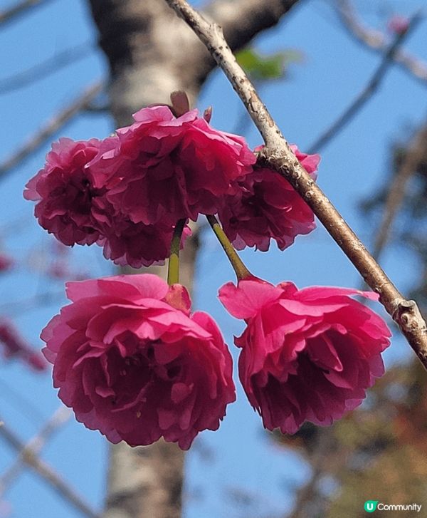 山頂公園，除了大熱的吊鐘花外，還見到有不同品種的櫻花，茶花等...