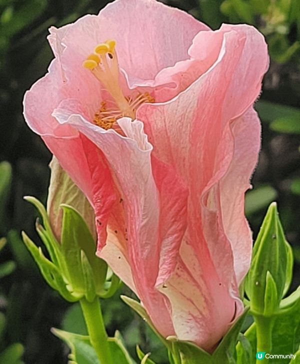 山頂公園，除了大熱的吊鐘花外，還見到有不同品種的櫻花，茶花等...