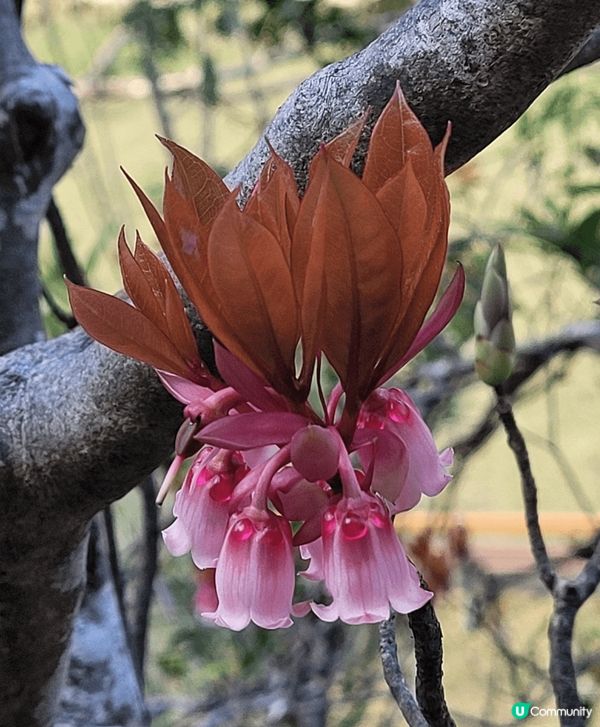 山頂公園，除了大熱的吊鐘花外，還見到有不同品種的櫻花，茶花等...